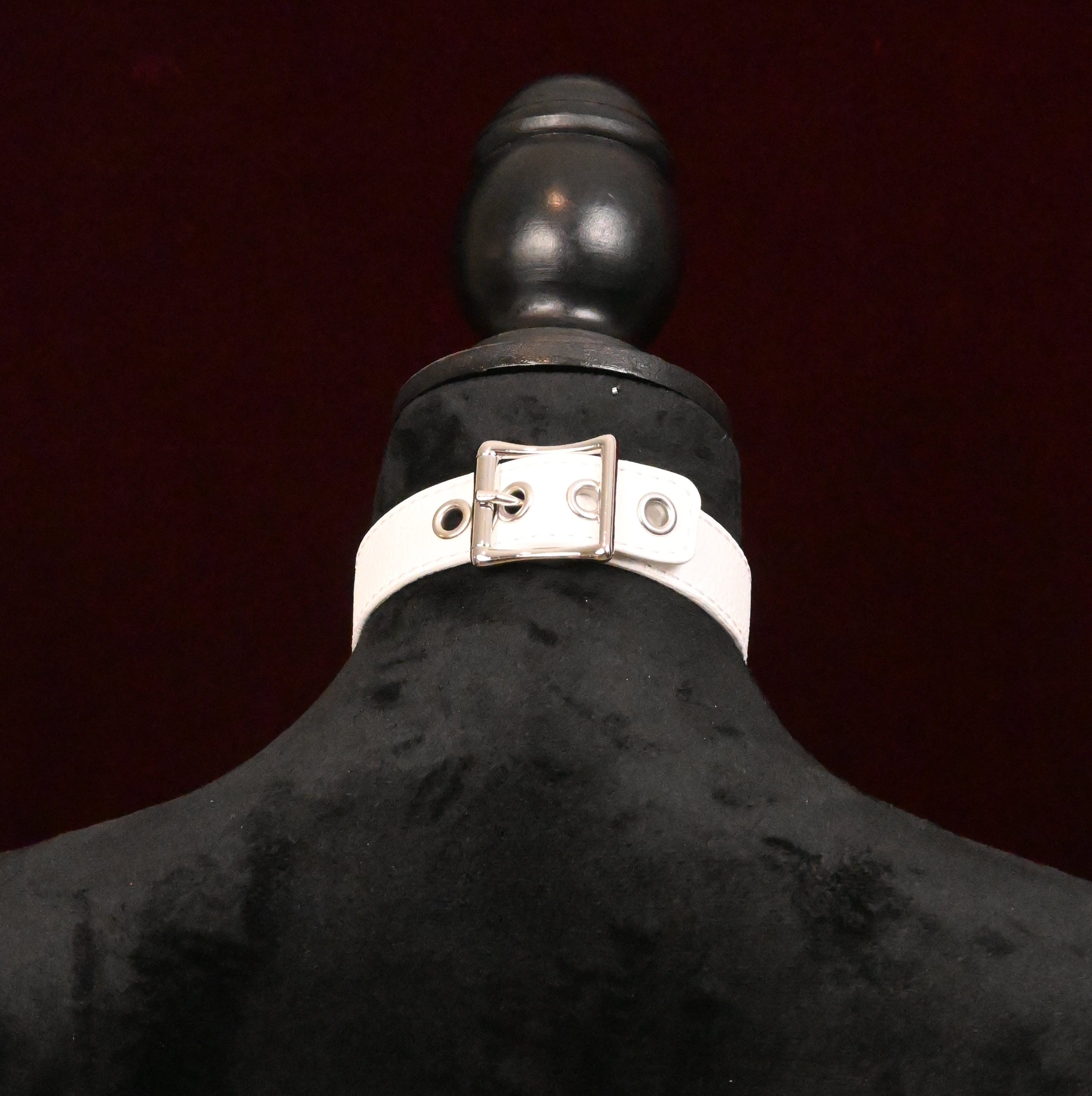 White collar with silver buckle on a dark background